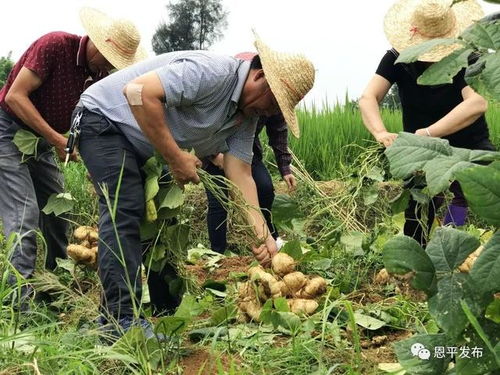 良西镇龙安塘村率先创建 四薯 产业示范基地,带动农民致富