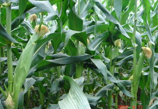 免费国审玉米种子在适宜区内实验示范 安玉13 种子由厂家直发
