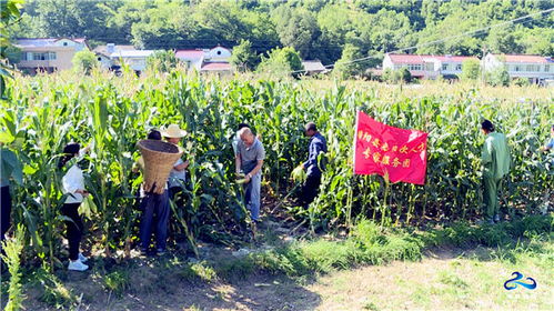 略阳县引进特种玉米种植成功 年产值达到500余万元略阳县引进特种玉米种植成功 年产值达到500余万元 略阳县人民政府
