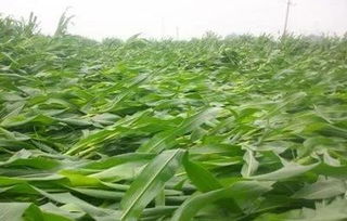 辽宁省降雨基本结束,雨后玉米倒伏怎么处理合适